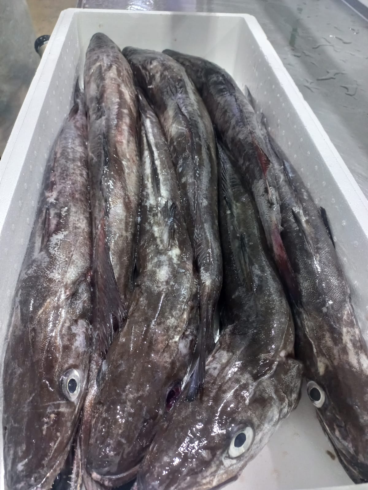 SOUTHERN HAKE (fresh)