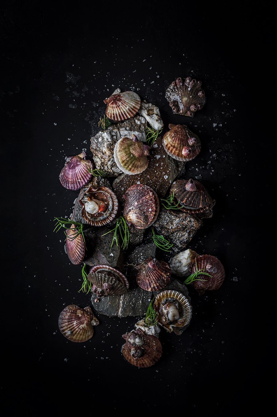 COQUILLE DE SAINT JAQUES (frozen)