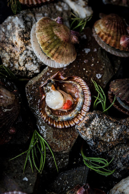 COQUILLE DE SAINT JAQUES (frozen)