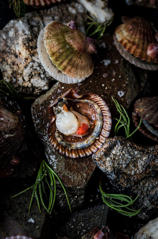 COQUILLE DE SAINT JAQUES (frozen)