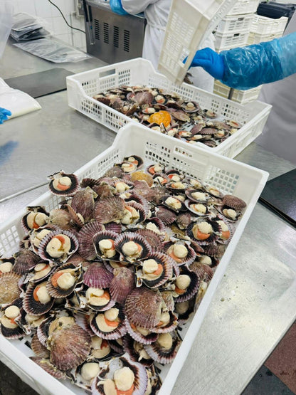 COQUILLE DE SAINT JAQUES (frozen)